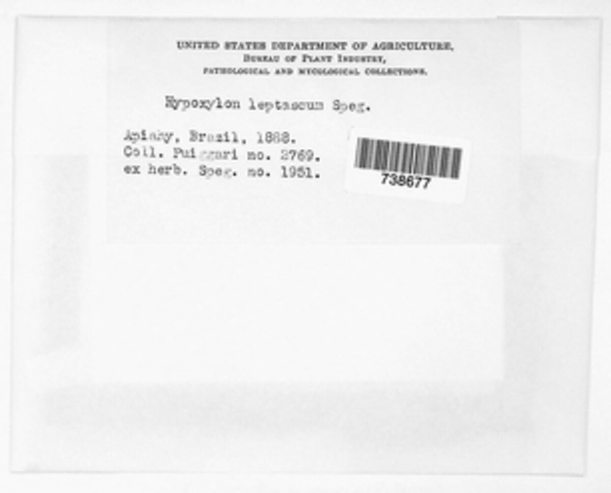 Annulohypoxylon leptascum image